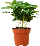 PLNTS - Coffea Arabica - Kamerplant Koffieplant - Kweekpot 12 cm - Hoogte 25 cm