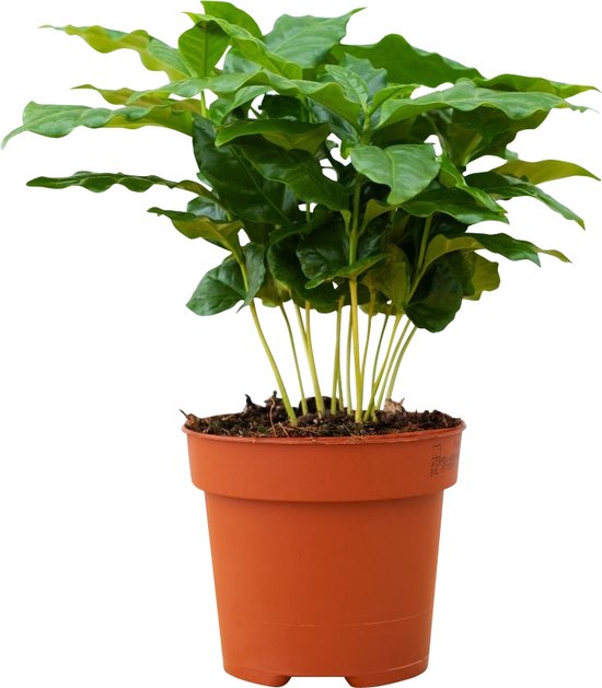 Coffea – Arabica – Koffieplant – Hoogte 25 cm