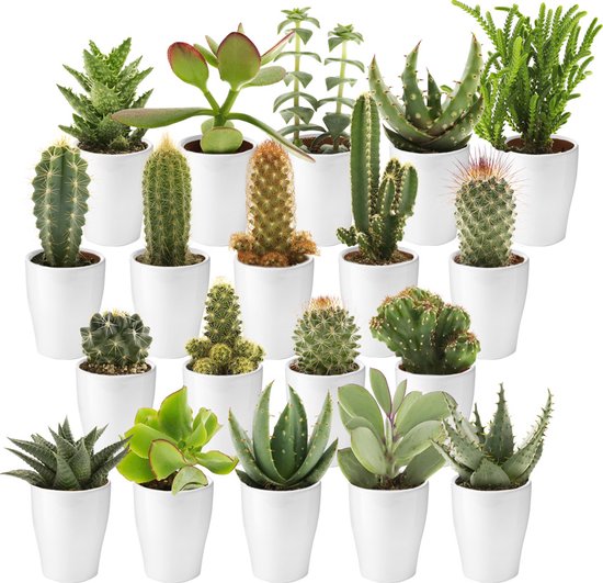 Ecoworld Mini Cactussen en Succulenten + Keramiek Witte Potjes 20