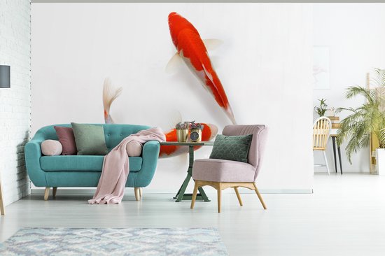 Papier peint photo vinyle - Deux carpes koi orange sur fond blanc largeur 390 cm x hauteur 260 cm - Tirage photo sur papier peint (disponible en 7 tailles)