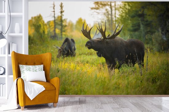 Papier peint Papier peint photo en vinyle - Moose in nature in Wyoming largeur 390 cm x hauteur 260 cm - Tirage photo sur papier peint (disponible en 7 tailles)