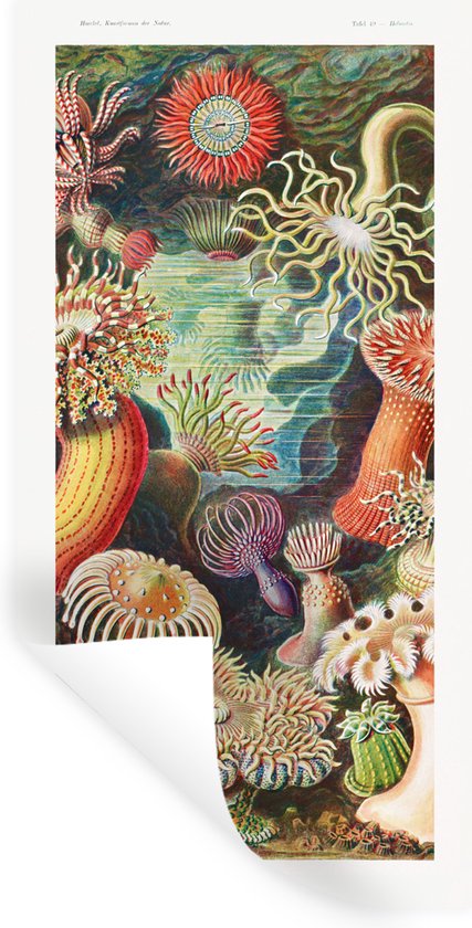 Stickers muraux - Film autocollant - Ernst Haeckel - Anémone - Rétro - Nature - Plantes - Mer - 40x80 cm - Film adhésif - Stickers muraux Chambre d'enfant - Papier peint autocollant