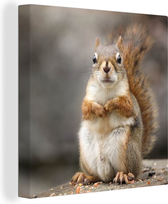 Tableau sur toile Écureuil vue rapprochée - 50x50 cm - Décoration murale