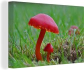 Un champignon de feu cassant avec une toile de couleur rouge foncé 90x60 cm - Tirage photo sur toile (Décoration murale salon / chambre)