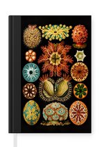 Notitieboek - Schrijfboek - Vintage - Ernst Haeckel - Zeedier - Natuur - Zee - Kunst - Notitieboekje klein - A5 formaat - Schrijfblok