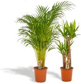 Hello Plants Kamerplanten Deal - Areca Palm & Yucca Palmlelie - Ø 24/21 cm Pot - Hoogte: 130/100 cm