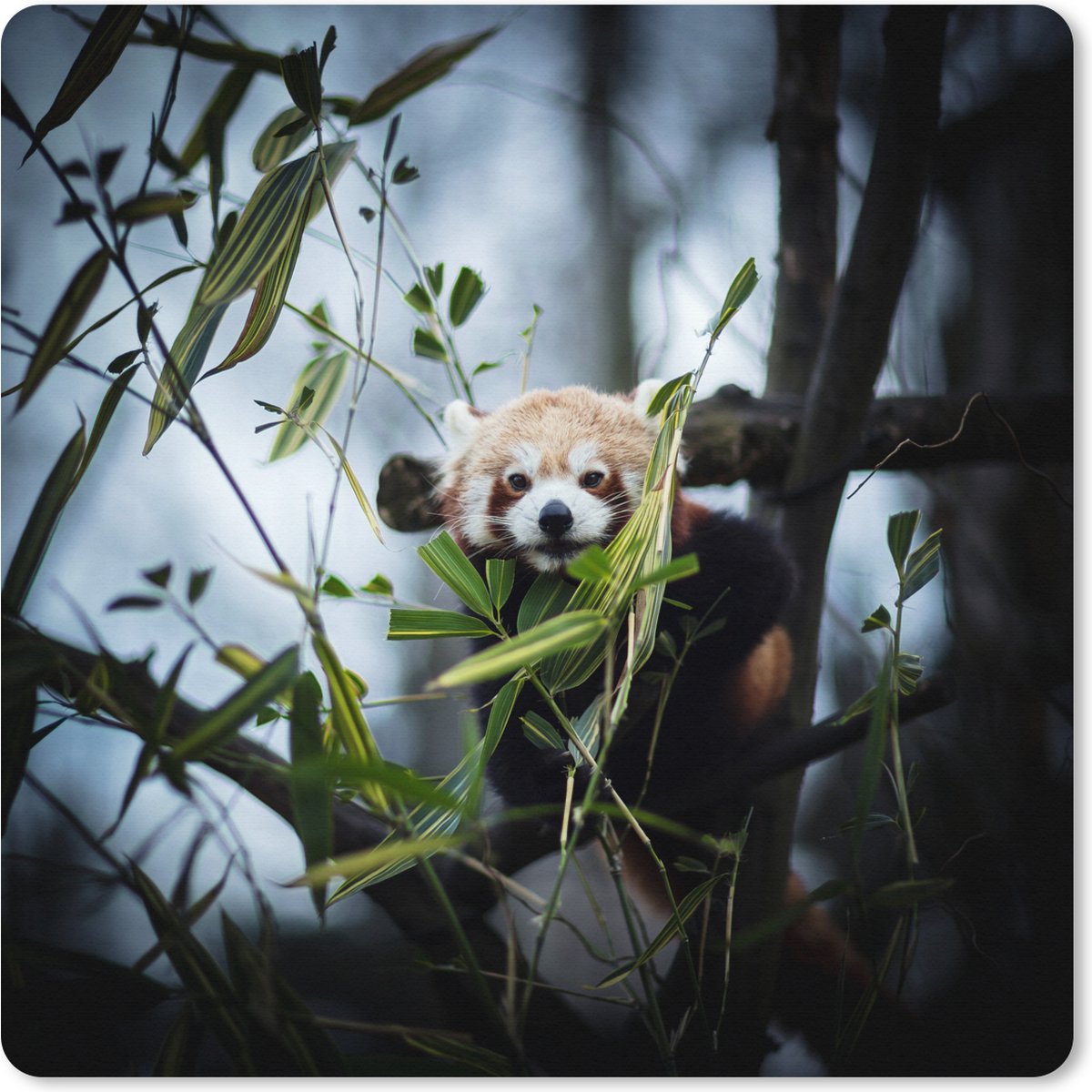 Muismat XXL - Bureau onderlegger - Bureau mat - Panda - Planten - Takken - 50x50 cm - XXL muismat