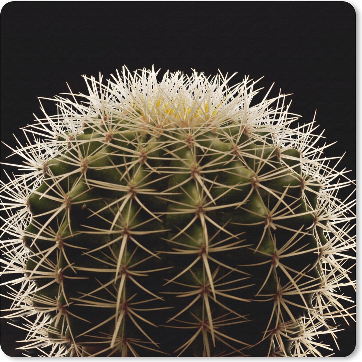 Muismat XXL 80x80 cm - Bureau onderlegger - Bureau mat Een close up van een doornen op cactus op een zwarte achtergrond - Bureaumat - Gaming mousepad xl - Bureaulegger groot - Computer deskmat