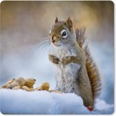Tapis de souris XXL - Sous-main - Tapis de bureau - Ecureuil - Noix - Neige - Hiver - Rongeurs - Saisons - 80x80 cm - Tapis de souris XXL