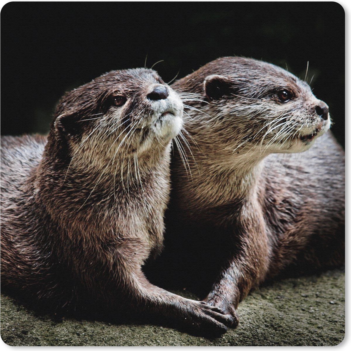 Muismat XXL - Bureau onderlegger - Bureau mat - Otters houden elkaar vast - 50x50 cm - XXL muismat