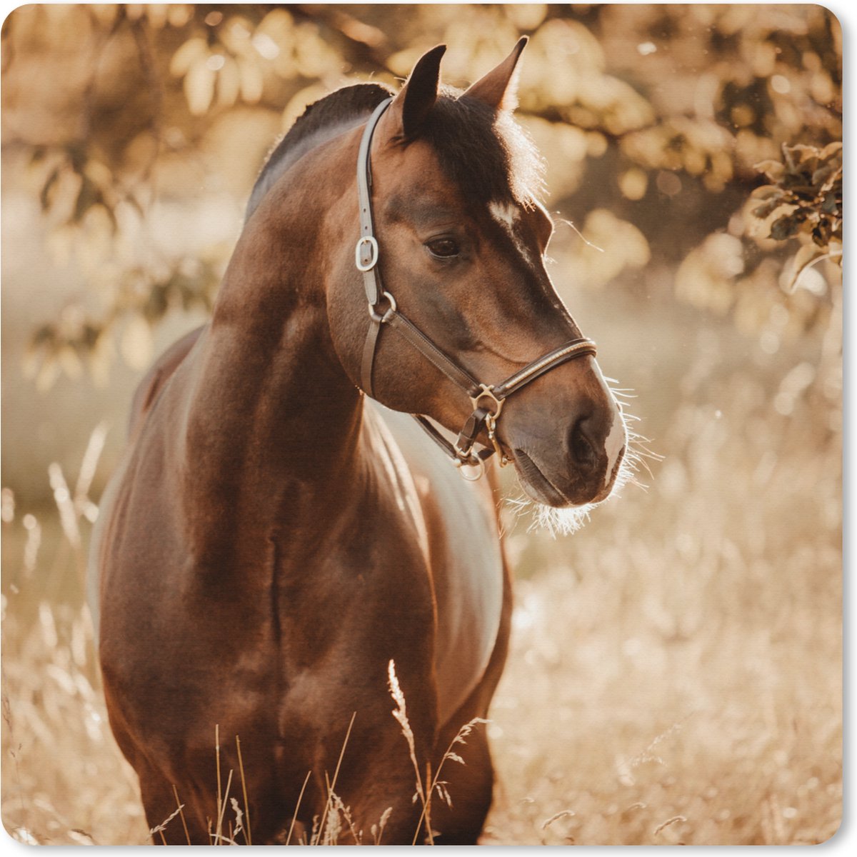 Muismat XXL 60x60 cm - Bureau onderlegger - Bureau mat Paard - Zon - Portret - Natuur - Bruin - Bureaumat - Gaming mousepad xl - Bureaulegger groot - Computer deskmat