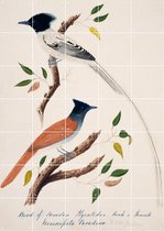 IXXI Indian Paradise Flycatcher - Wanddecoratie - Dieren en insecten - 100 x 140 cm