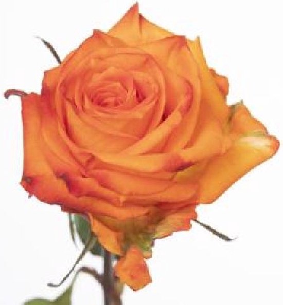 DutchFlowers - Boeket - Rosa Cheetos+ | bol.com