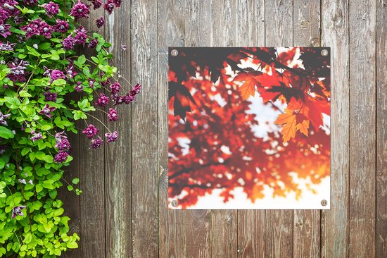 Affiche de jardin - Automne - Feuilles - Oranje - Branche - 50x50 cm - Peinture de jardin - Toile de clôture - Toile de jardin