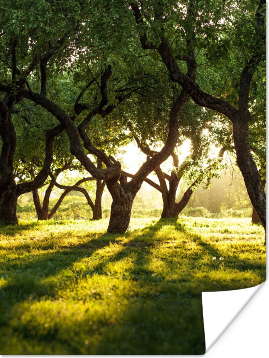Poster Bomen - Natuur - Zon - 60x80 cm