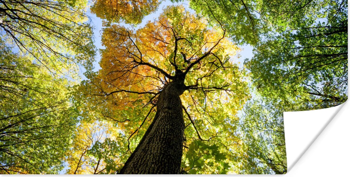 Poster Boom - Natuur - Bos - 160x80 cm