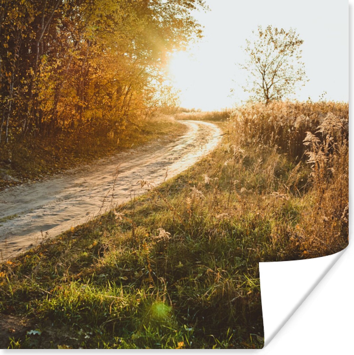 Poster Pad - Natuur - Boom - 30x30 cm