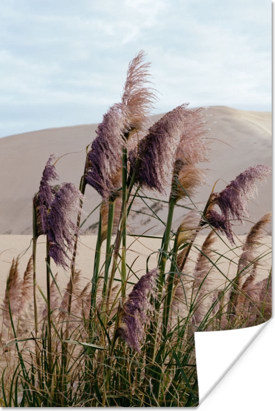 Poster Pampasgras - Zand - Planten - Duin - 20x30 cm