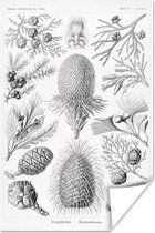 Poster - Ernst Haeckel - Kamer decoratie aesthetic - Natuur - Vintage - Boom - Zwart wit - Aesthetic room decor - Wanddecoratie - 20x30 cm