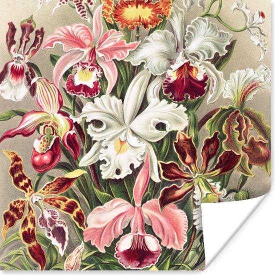 Poster Bloemen - Ernst Haeckel - Vintage - Orchidee - 100x100 cm XXL