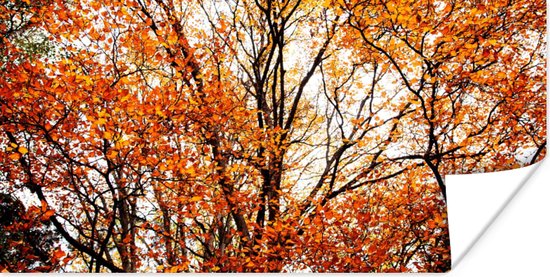 Affiche Forêt - Automne - Saisons - 120x60 cm