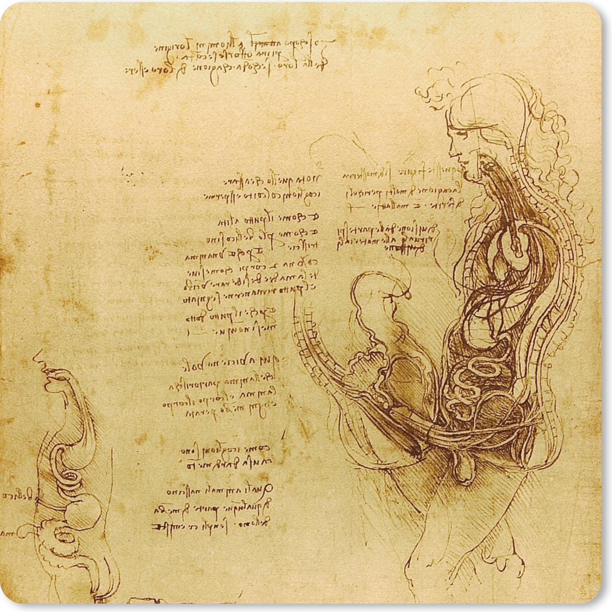 Muismat XXL 40x40 cm - Bureau onderlegger - Bureau mat De menselijke voortplanting - Leonardo da Vinci - Bureaumat - Gaming mousepad xl - Bureaulegger groot - Computer deskmat