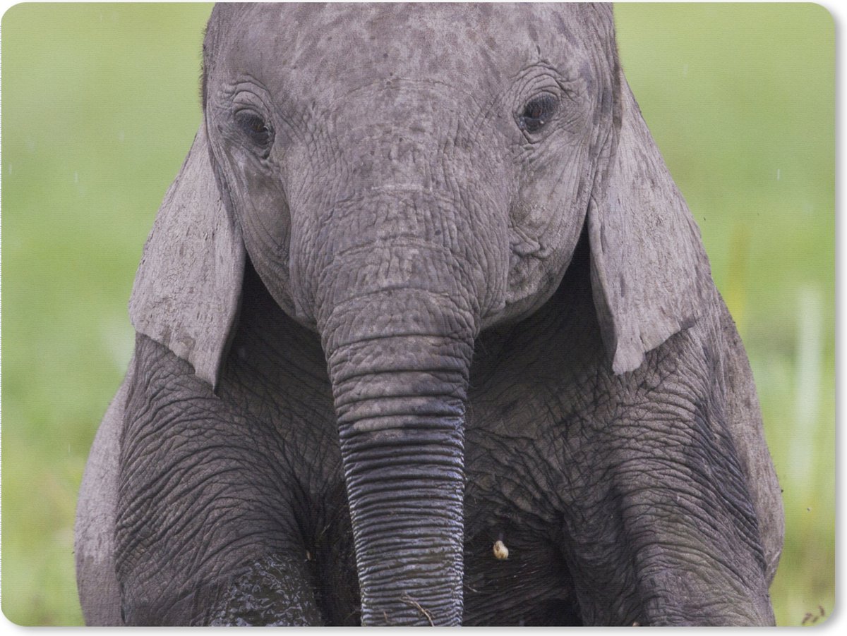 Muismat XXL 80x60 cm - Bureau onderlegger - Bureau mat Olifant - Baby - Dieren - Gras - Natuur - Bureaumat - Gaming mousepad xl - Bureaulegger groot - Computer deskmat