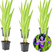 6x Iris 'Versicolor' – Wilde Iris – Vijverplant –Winterhard – ⌀9 cm - 20-30 cm