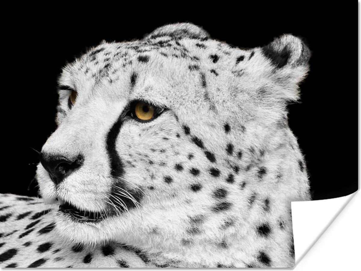 Poster Luipaard - Wit - Zwart - 80x60 cm
