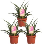 Sanseveria – ↨ 30cm – ⌀ 12cm