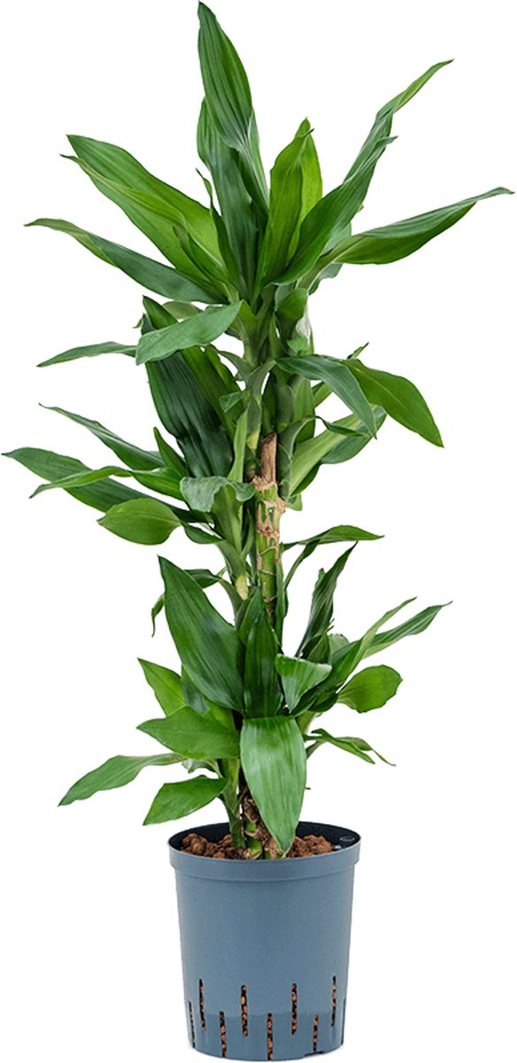 Hydroplant Dracaena Fragrans Burundii