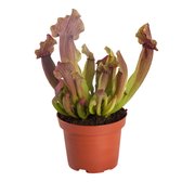 Sarracenia 'Maroon' - Vleesetende Plant - ↑ 15-20cm - Ø 9cm