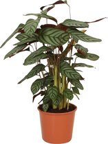 Calathea 'Setosa Compact Star' - Luchtzuiverende Calathea - Kamerplant ↑ 75-80cm - Ø 17cm