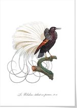 Art print ‘Paradijsvogel met uitgespreide staartveren’ 50x70 cm.