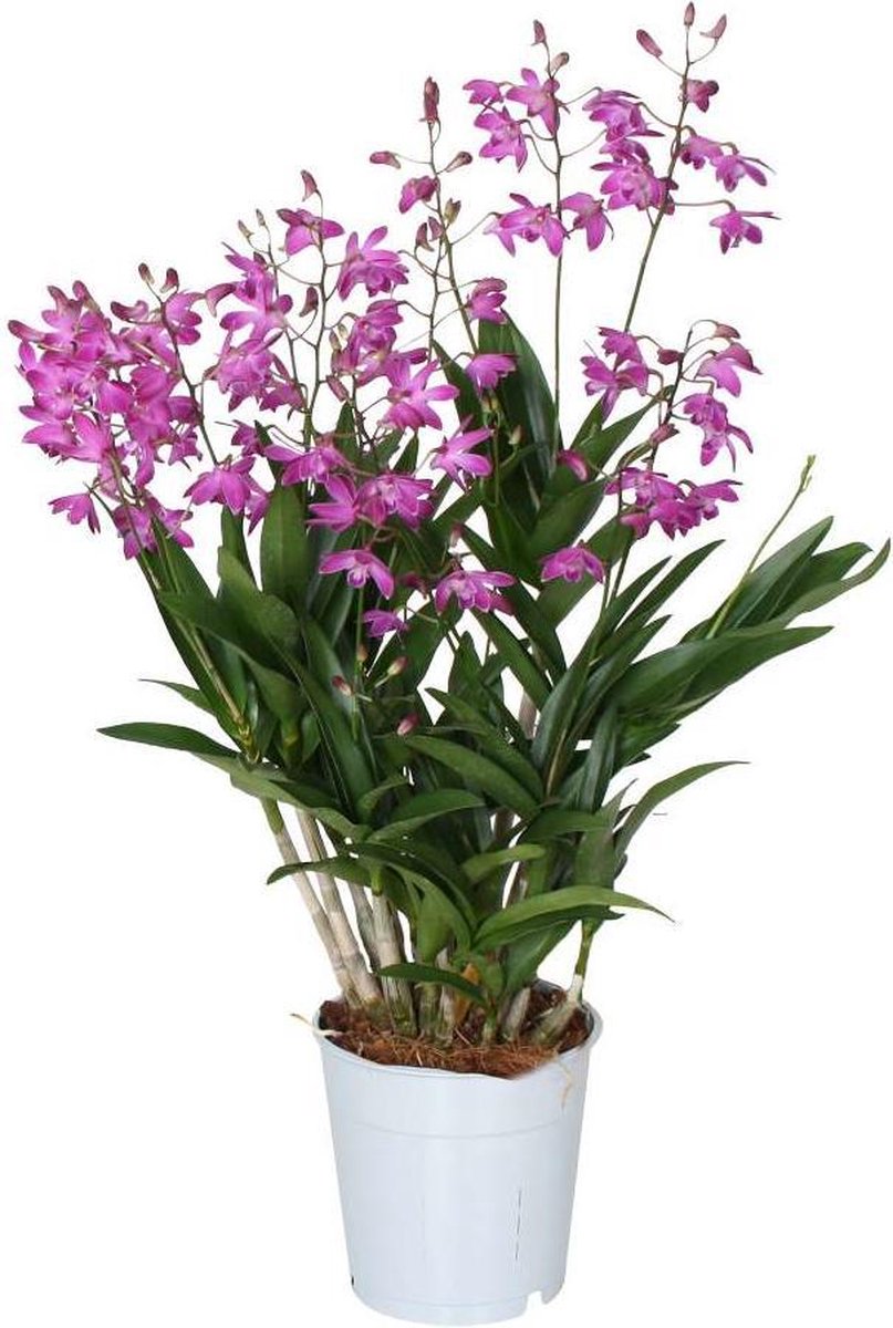 Dendrobium nobile star class Akatsuki - SALE ohne Blüte – GmbH