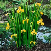 Iris Pseudacorus - Gele Lis - ↑ 20-30cm - Ø 18cm