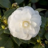 Camellia Japonica 'Nuccio's Gem' - Camelia wit - Rozenstruik  ↑ 40-45cm - Ø 19cm