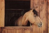 Ikado  Deurmat foto paard  50 x 80 cm