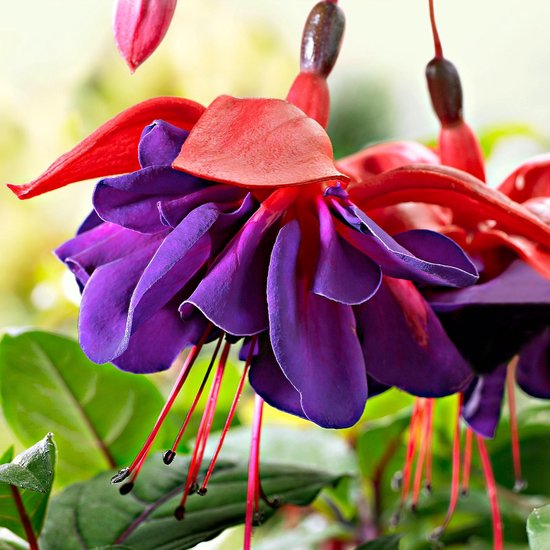 3x Fuchsia 'Voodoo' - Bellenplant roze paars - 3 stuks - ↑ 10-15m - Ø 15cm - Bakker.com