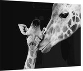 Giraffe koppel op zwarte achtergrond - Foto op Plexiglas - 90 x 60 cm