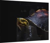 Schildpad op zwarte achtergrond - Foto op Plexiglas - 90 x 60 cm