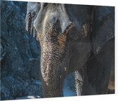 Aziatische olifant - Foto op Plexiglas - 90 x 60 cm
