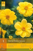 2 stuks 1 Dahlia Yellow Sneezy
