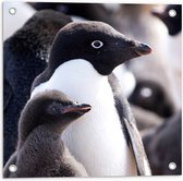 WallClassics - Tuinposter – Kleine Pinguïns - 50x50 cm Foto op Tuinposter (wanddecoratie voor buiten en binnen)
