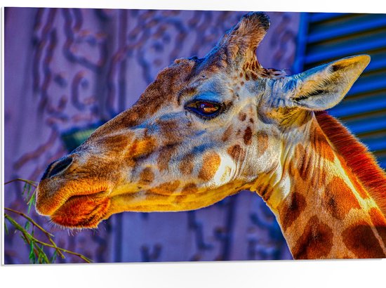 WallClassics - PVC Schuimplaat- Zijaanzicht van Etende Giraffe - 75x50 cm Foto op PVC Schuimplaat