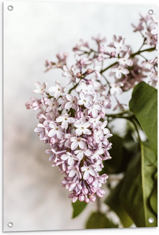 Tuinposter – Kleine Roze met Witte Bloemen - 60x90 cm Foto op Tuinposter (wanddecoratie voor buiten en binnen)