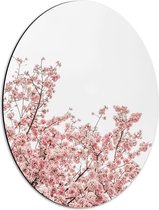 Dibond Ovaal - Roze Sakura - 42x56 cm Foto op Ovaal (Met Ophangsysteem)