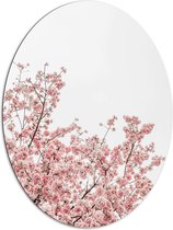 Dibond Ovaal - Roze Sakura - 81x108 cm Foto op Ovaal (Met Ophangsysteem)