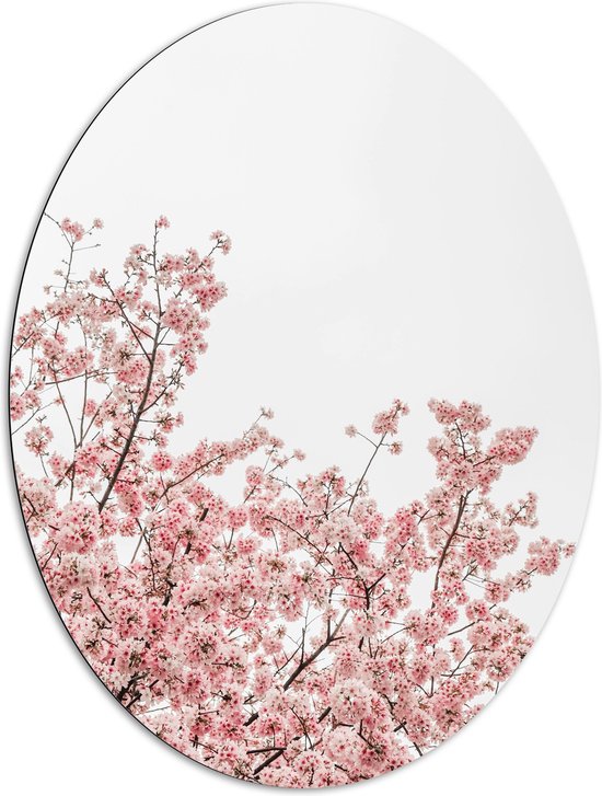 Dibond Ovaal - Roze Sakura - 81x108 cm Foto op Ovaal (Met Ophangsysteem)