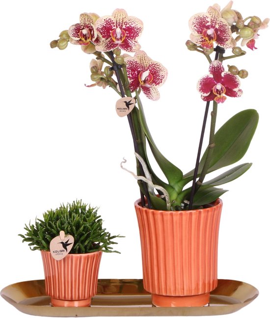 Kolibri Orchids | Plantenset Culture Cocktail terracotta small | Groene planten met Phalaenopsis orchidee in Retro terracotta sierpotten en gouden dienblad